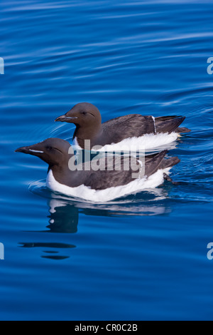 Brunnich die Trottellummen in der Arktis, Spitzbergen, Norwegen Stockfoto