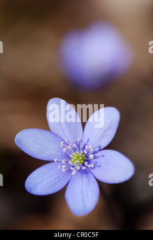 Gemeinsamen Leberblümchen, Lebermoos, Kidneywort (Hepatica Nobilis), Noettinger Heide, Bayern, Deutschland, Europa Stockfoto