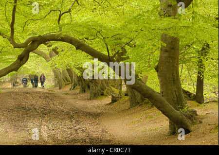 Menschen wandern in Buche Wald im Frühjahr. Ashridge Wald, Hertfordshire, England. Mai. Stockfoto