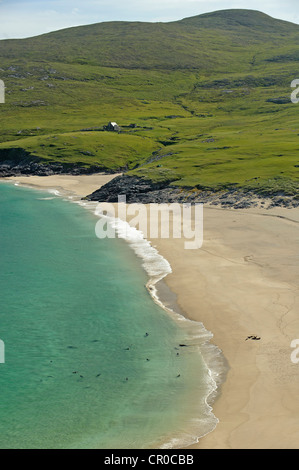 Atlantische Kegelrobben (Halichoerus Grypus) an Land kommen am Strand von Insel Mingulay, Western Isles, Schottland. Juni. Stockfoto