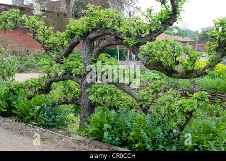 Neuem Apfelbaum wächst in einem Land ummauerten Garten Stockfoto