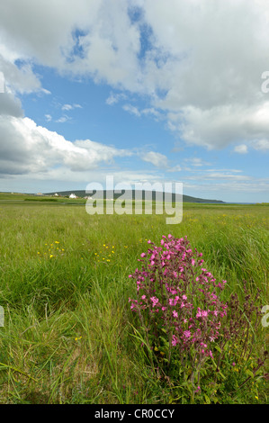 Shetland rote Campion (Silene Dioica) in Blüte in der Nähe von Haroldswick auf der Insel Unst auf den Shetland-Inseln. Juni 2010. Stockfoto