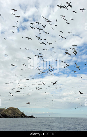 Herde der Basstölpel (Morus Bassanus) während des Fluges in der Nähe von Brutkolonie bei Muckle Flugga, Insel Unst, Shetland. Juni. Stockfoto