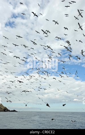 Herde der Basstölpel (Morus Bassanus) während des Fluges in der Nähe von Brutkolonie bei Muckle Flugga, Insel Unst, Shetland. Juni. Stockfoto