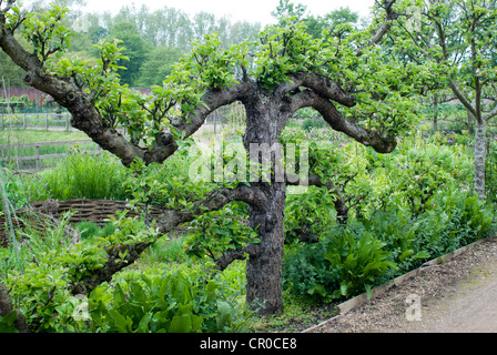 Neuem Apfelbaum wächst in einem Land ummauerten Garten Stockfoto