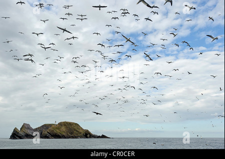 Herde der Basstölpel (Morus Bassanus) während des Fluges in der Nähe von Brutkolonie bei Muckle Flugga, Insel Unst Shetland. Juni. Stockfoto