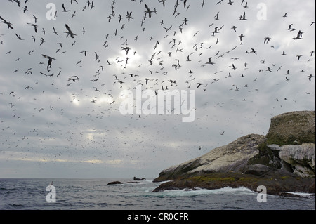 Herde der Basstölpel (Morus Bassanus) während des Fluges in der Nähe von Brutkolonie bei Muckle Flugga, Insel Unst Shetland. Juni. Stockfoto