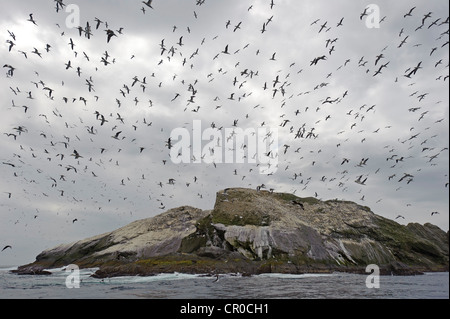 Herde der Basstölpel (Morus Bassanus) während des Fluges in der Nähe von Brutkolonie bei Muckle Flugga, Insel Unst Shetland. Juni. Stockfoto