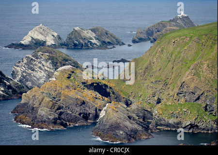 Klippen, Muckle Flugga Leuchtturm und Breeeding Kolonie der Basstölpel (Morus Bassanus) bei Hermaness NNR, Unst, Shetland Stockfoto