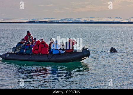 Reisende im Tierkreis beobachten Walross im arktischen Ozean, Spitzbergen, Norwegen Stockfoto