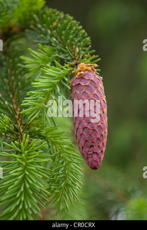 Fichte (Picea Abies), junge Zapfen, Burgkwald Wald in der Nähe von Karolinenfield, Ost-Thüringen, Deutschland, Europa Stockfoto