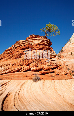 Lone Pine, Kiefer auf einem Hügel von Sandstein, Zion Plateau, Zion Nationalpark, Utah, USA Stockfoto