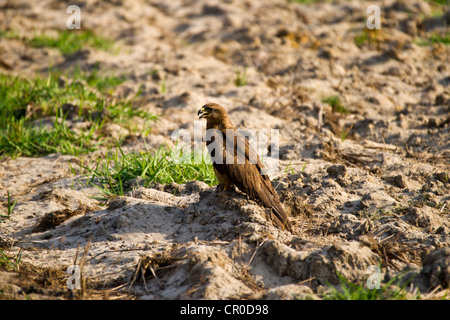 Der Schwarzmilan (Milvus Migrans) ist eine mittlere Greifvogel in der Familie Accipitridae Stockfoto