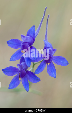 Rittersporn (Konsolidierung Regalis), Toskana, Italien, Europa Stockfoto