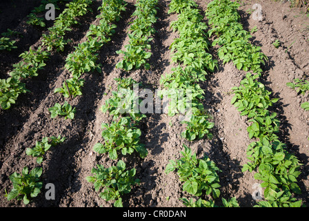 Reihen von Kartoffeln wachsen auf einer Zuteilung Stockfoto