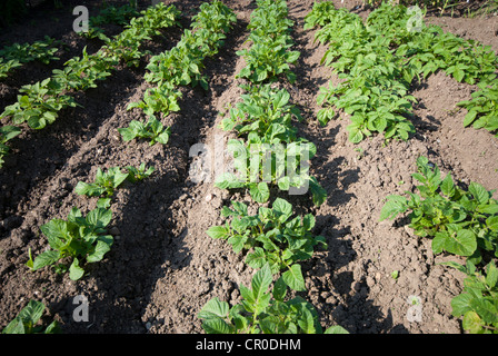 Reihen von Kartoffeln wachsen auf einer Zuteilung Stockfoto