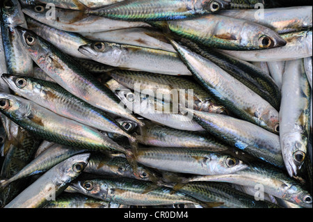 Frische Bluefin Thunfisch Hintergrund. Fotografiert auf dem israelischen Markt Stockfoto