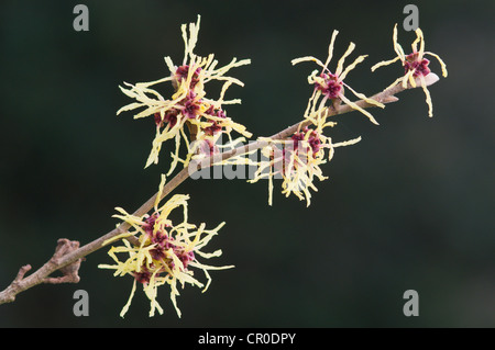 Zaubernuss (Hamamelis Mollis 'Pallida') Stockfoto