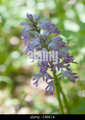 Eine Reife Spitze der militärischen Orchidee (Orchis Militaris) Stockfoto