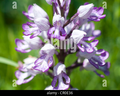 Eine Nahaufnahme von einem sprunghaften Anstieg der militärischen Orchidee (Orchis Militaris) Stockfoto