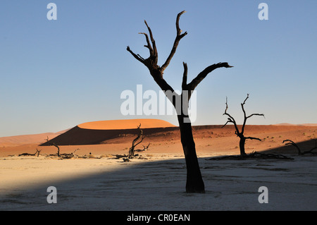 Tote Bäume im Deadvlei im Morgenlicht, Namib-Wüste Namib Naukluft Park, Namibia, Afrika Stockfoto