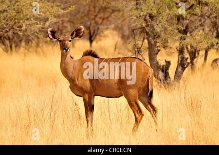 Große Kudu (Tragelaphus Strepsiceros), weibliche hohe Gras am Wasser Punkt von Goa, Etosha Nationalpark, Namibia, Afrika Stockfoto