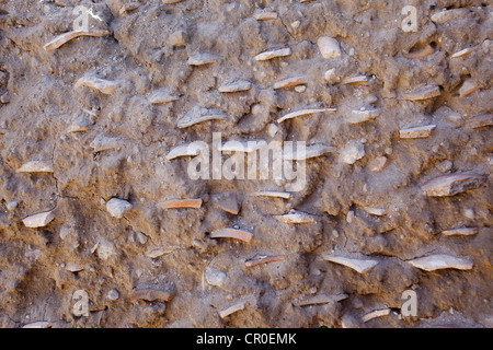 Archäologischen Ausgrabung Freilegung Tonscherben in Caesarea Maritima, Israel Stockfoto