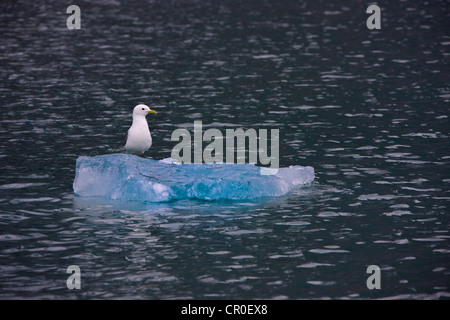 Elfenbein Gull (Pagophila Eburnea) auf schwimmendes Eis in der Arktis, Hornsund, Spitzbergen südlichster Fjord, Norwegen Stockfoto