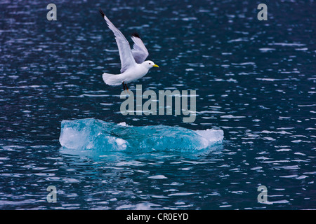 Elfenbein Gull (Pagophila Eburnea) auf schwimmendes Eis in der Arktis, Hornsund, Spitzbergen südlichster Fjord, Norwegen Stockfoto