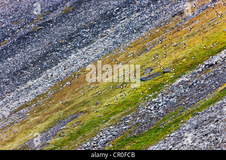 Little Auk, Bellsund, Spitzbergen, Norwegen Stockfoto