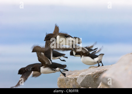 Little Auk, Bellsund, Spitzbergen, Norwegen Stockfoto