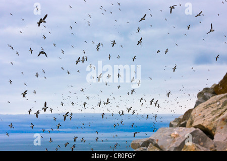 Little Auk, Bellsund, Spitzbergen, Norwegen Stockfoto