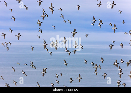 Little Auk, Bellsund, Spitzbergen, Norwegen Stockfoto