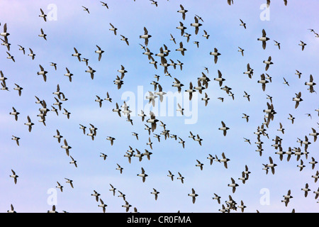 Little Auk, Bellsund, Spitzbergen, Norwegen Stockfoto