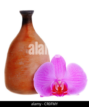 Schöne Orchidee Blume und Ton Jag isoliert auf weißem Hintergrund Stockfoto