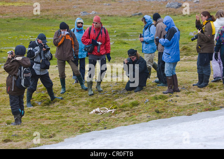 Touristen, die gerade Rentier Geweih auf der Insel, Bellsund, Spitzbergen, Norwegen Stockfoto