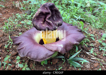 Blume des Elefantenfuß Yam oder Amorphophallus paeoniifolius Stockfoto