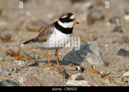 Flussregenpfeifer-Regenpfeifer (Charadrius Hiaticula), Reifen, Vogel, Eidersperrwerk, Schleswig-Holstein, Friesland, Norddeutschland, Europa Stockfoto