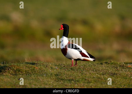 Gemeinsamen Brandgans (Tadorna Tadorna), Drake stehen auf einer Weide, Eidersperrwerk, Schleswig-Holstein, Nordfriesland Stockfoto