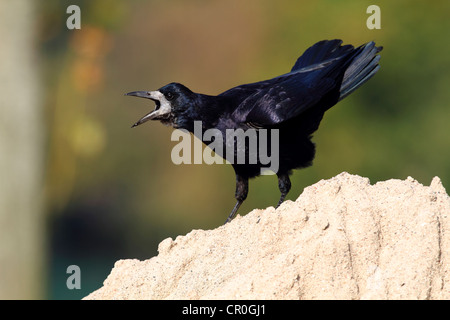 Turm (Corvus Frugilegus), stehend auf einem sandigen Reittier, Aufruf, Ostsee Insel Fehmarn, Ost Holstein, Schleswig-Holstein Stockfoto