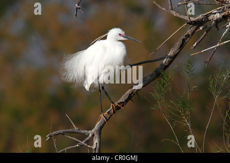 Seidenreiher (Egretta Garzetta), thront Altvogel auf Ast des Baumes, Zucht Gefieder, Camargue, Frankreich, Europa Stockfoto