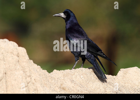 Turm (Corvus Frugilegus), stehend auf einem sandigen Hügel, Ostseeinsel Fehmarn, Ost Holstein, Schleswig-Holstein Stockfoto