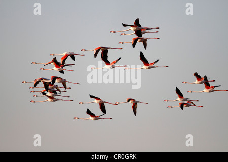 Rosaflamingo (Phoenicopterus Roseus), scharen sich im Flug, Camargue, Frankreich, Europa Stockfoto