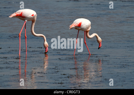 Rosaflamingo (Phoenicopterus Roseus), Nahrungssuche im flachen Wasser, Camargue, Frankreich, Europa Stockfoto