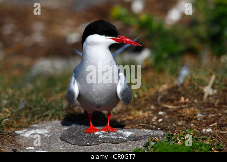 Küstenseeschwalbe (Sterna Paradisaea), Altvogel stehend auf Felsen, Eidersperrwerk, Friesland, Deutschland, Nordeuropa Stockfoto