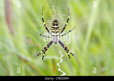 Wasp Spider (Argiope Bruennichi), Web, Neunkirchen, Siegerland, NRW, Deutschland, Europa Stockfoto