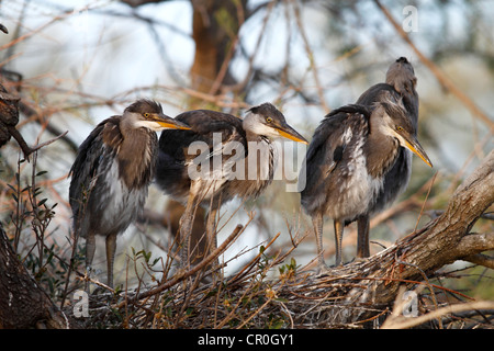 Graureiher (Ardea Cinerea), Küken im Nest, Camargue, Frankreich, Europa Stockfoto