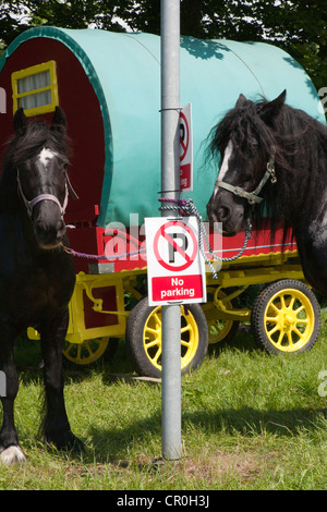 Reisende, die Montage für den Appleby Horse Fair  Bogen top traditionellen Wohnwagen und Kutschen und Wagen. Stockfoto