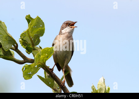 Whitethroat (Sylvia Communis), thront auf einem Ast, singen, Neusiedlersee, Burgenland, Austria, Europe Stockfoto