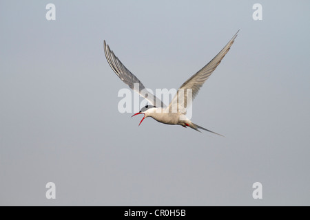 Küstenseeschwalbe (Sterna Paradisaea), Erwachsenen Vogel im Flug, Aufruf Stockfoto